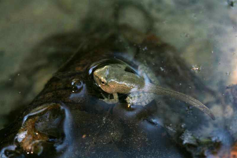 Metamorfosandi da identificare - Rana italica, Bufo bufo